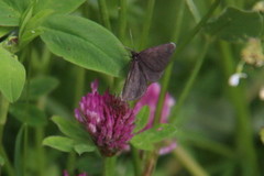 Chimney Sweeper (Odezia atrata)