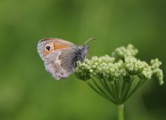 Engringvinge (Coenonympha pamphilus)