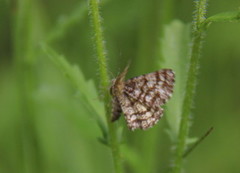 Rutemåler (Semiothisa clathrata)