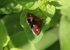 Mynteengmott (Pyrausta aurata)