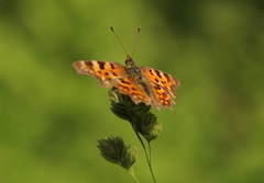 Comma Butterfly (Polygonia c-album)