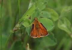 Large Skipper (Ochlodes sylvanus)