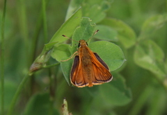 Engsmyger (Ochlodes sylvanus)