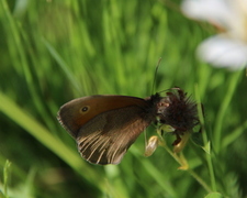 Meadow Brown (Maniola jurtina)