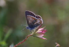 Mountain Argus (Aricia artaxerxes)