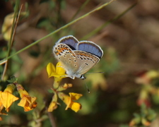Idas blue (Plebejus idas)