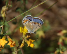 Idasblåvinge (Plebejus idas)