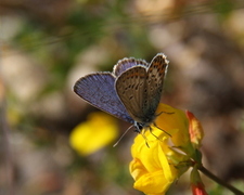 Idas blue (Plebejus idas)