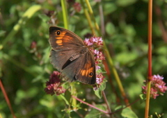 Meadow Brown (Maniola jurtina)