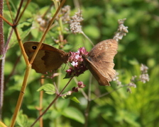 Meadow Brown (Maniola jurtina)