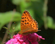 High Brown Fritillary (Argynnis adippe)