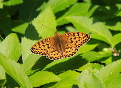 High Brown Fritillary (Argynnis adippe)