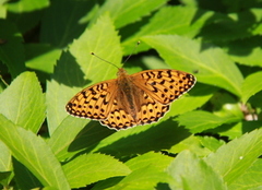 Adippeperlemorvinge (Argynnis adippe)