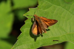Large Skipper (Ochlodes sylvanus)