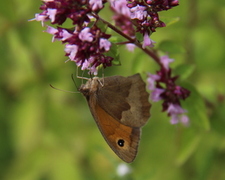 Meadow Brown (Maniola jurtina)