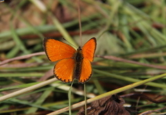 Scarce Copper (Lycaena virgaureae)