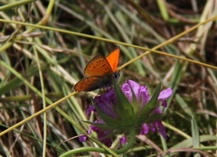 Scarce Copper (Lycaena virgaureae)