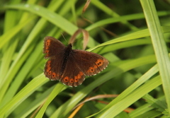 Arran Brown (Erebia ligea)