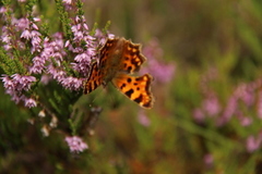 Comma Butterfly (Polygonia c-album)