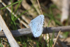 Holly Blue (Celastrina argiolus)