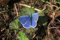 Holly Blue (Celastrina argiolus)