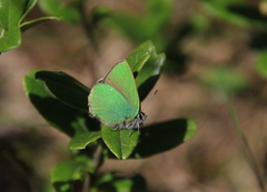 Grønnstjertvinge (Callophrys rubi)