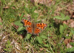Comma Butterfly (Polygonia c-album)