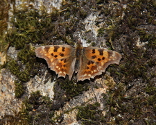 Comma Butterfly (Polygonia c-album)