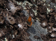 Ildgullvinge (Lycaena phlaeas)