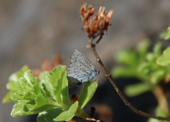 Vårblåvinge (Celastrina argiolus)