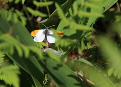 Aurorasommerfugl (Anthocharis cardamines)