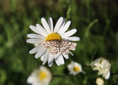 Rutemåler (Semiothisa clathrata)