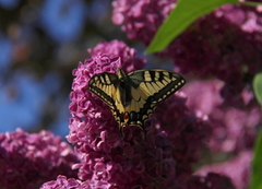 Svalestjert (Papilio machaon)