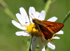 Large Skipper (Ochlodes sylvanus)
