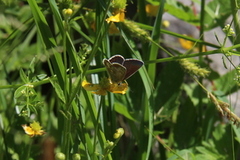 Sankthansblåvinge (Aricia artaxerxes)