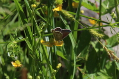 Mountain Argus (Aricia artaxerxes)