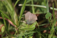 Grønnstjertvinge (Callophrys rubi)