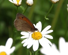 Meadow Brown (Maniola jurtina)