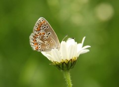 Mountain Argus (Aricia artaxerxes)