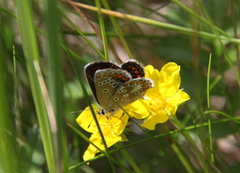 Sankthansblåvinge (Aricia artaxerxes)