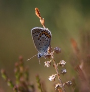 Idas blue (Plebejus idas)