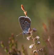 Idasblåvinge (Plebejus idas)