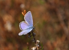 Idas blue (Plebejus idas)