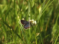 Argus-/idasblåvinge (Plebejus argus/idas)