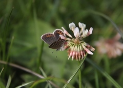 Argus-/idasblåvinge (Plebejus argus/idas)