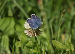 Argus-/idasblåvinge (Plebejus argus/idas)