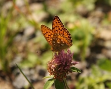 Dark Green Fritillary (Argynnis aglaja)