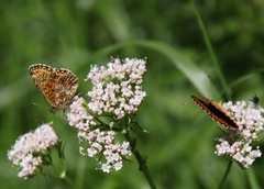 Small Pearl-bordered Fritillary (Boloria selene)