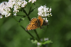 Brunflekket perlemorvinge (Boloria selene)