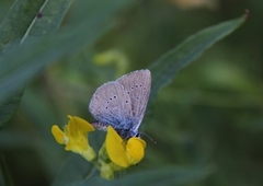 Mazarine Blue (Cyaniris semiargus)